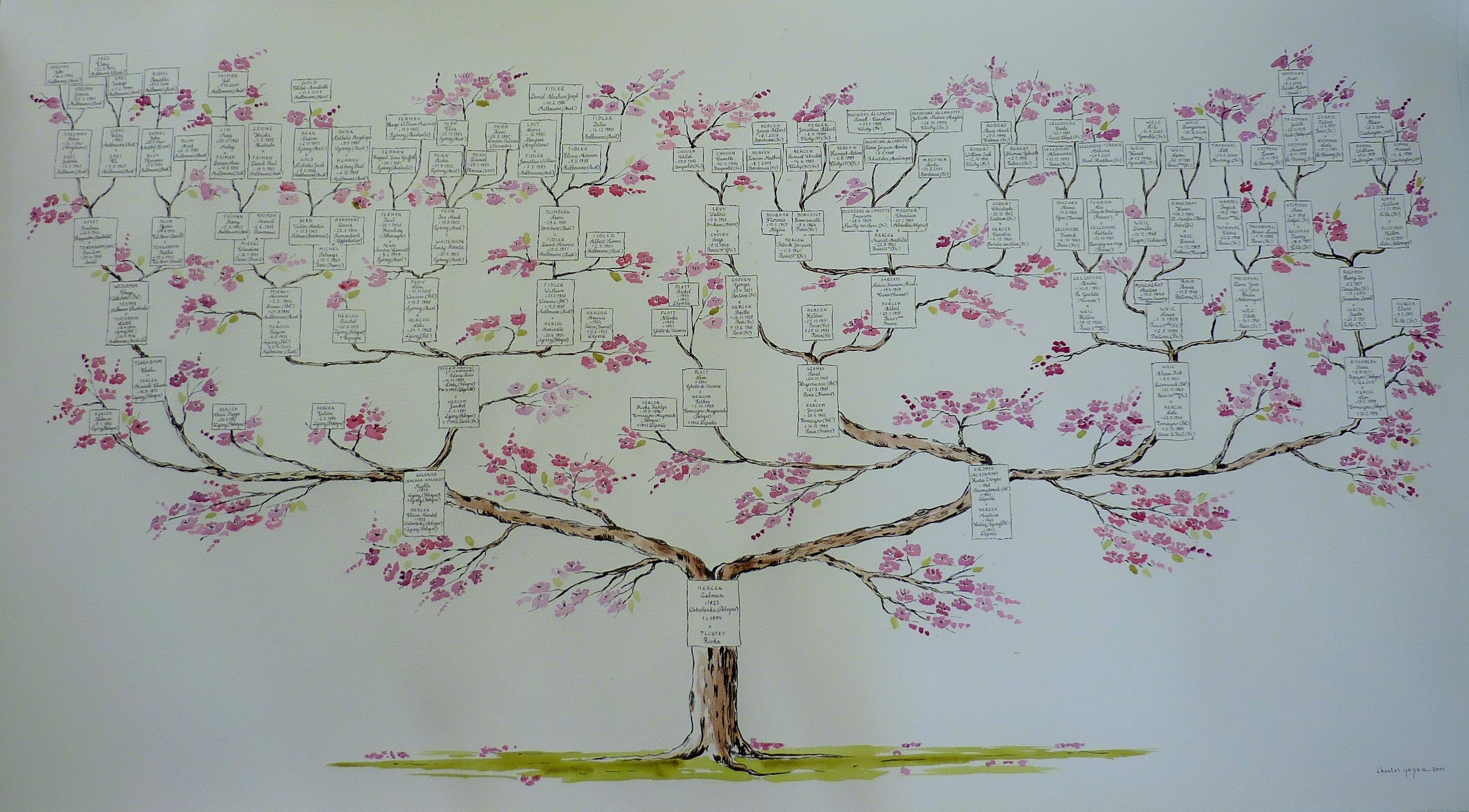 Arbre généalogique descendant cerisier japonais